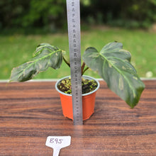 Load image into Gallery viewer, #B95 Two x Headed Philodendron Corsinianum / Bronze Shield