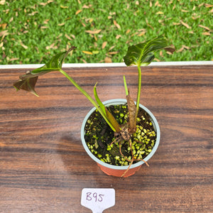 #B95 Two x Headed Philodendron Corsinianum / Bronze Shield