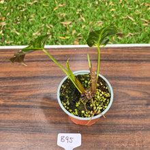 Load image into Gallery viewer, #B95 Two x Headed Philodendron Corsinianum / Bronze Shield