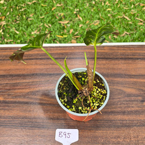 #B95 Two x Headed Philodendron Corsinianum / Bronze Shield