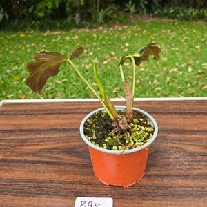 #B95 Two x Headed Philodendron Corsinianum / Bronze Shield