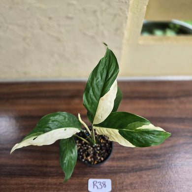 #R38 Spathiphyllum Picasso