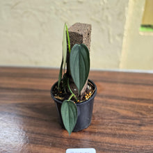 Load image into Gallery viewer, #R777 Philodendron Burle Marx Fantasy