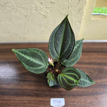 Load image into Gallery viewer, #D26 Monolena Primuliflora