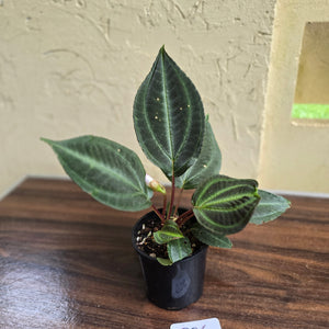 #D26 Monolena Primuliflora