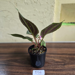 #D26 Monolena Primuliflora