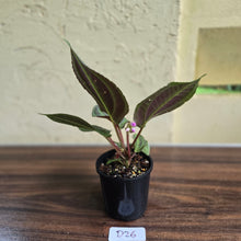 Load image into Gallery viewer, #D26 Monolena Primuliflora