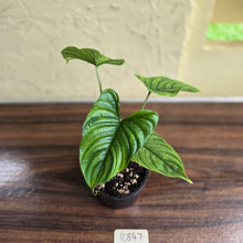 Load image into Gallery viewer, #R847 Philodendron Furcatum