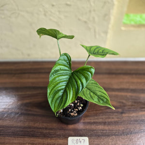 #R847 Philodendron Furcatum