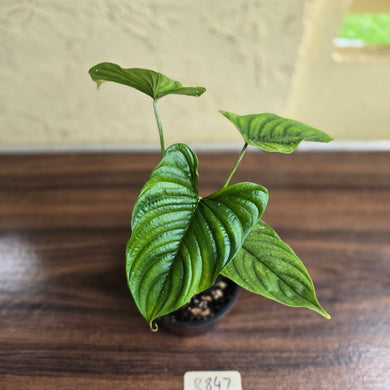 #R847 Philodendron Furcatum