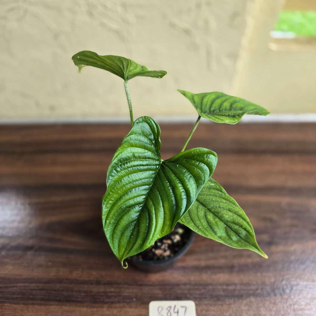 #R847 Philodendron Furcatum