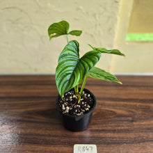 Load image into Gallery viewer, #R847 Philodendron Furcatum