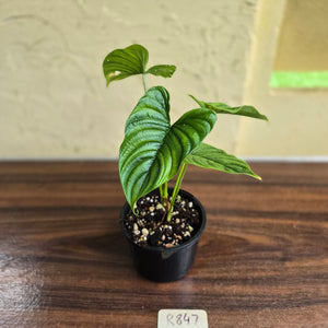 #R847 Philodendron Furcatum