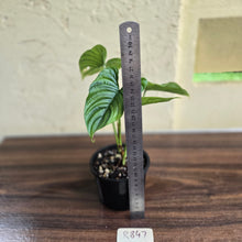 Load image into Gallery viewer, #R847 Philodendron Furcatum
