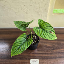 Load image into Gallery viewer, #R847 Philodendron Furcatum