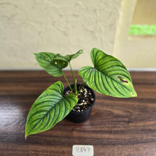 Load image into Gallery viewer, #R847 Philodendron Furcatum