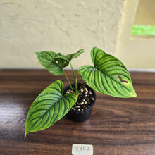 Load image into Gallery viewer, #R847 Philodendron Furcatum