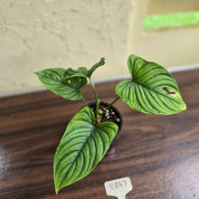 Load image into Gallery viewer, #R847 Philodendron Furcatum