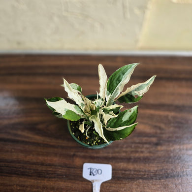 #R30 Spathiphyllum 'Monet' - Miniature