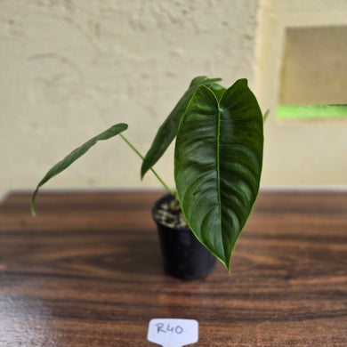 #R40 Philodendron Sharoniae