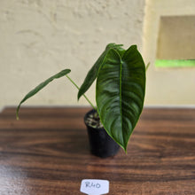 Load image into Gallery viewer, #R40 Philodendron Sharoniae