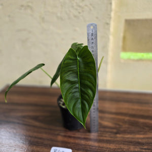 #R40 Philodendron Sharoniae