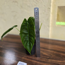Load image into Gallery viewer, #R40 Philodendron Sharoniae
