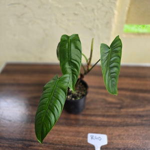 #R40 Philodendron Sharoniae