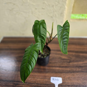 #R40 Philodendron Sharoniae