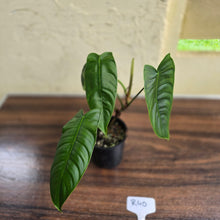 Load image into Gallery viewer, #R40 Philodendron Sharoniae