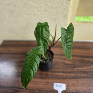 #R40 Philodendron Sharoniae