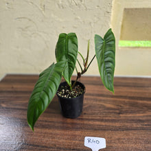Load image into Gallery viewer, #R40 Philodendron Sharoniae
