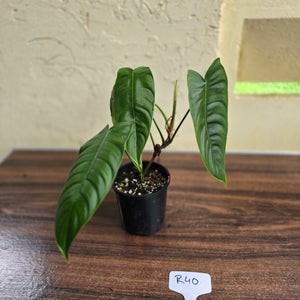 #R40 Philodendron Sharoniae