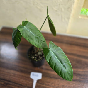 #R40 Philodendron Sharoniae