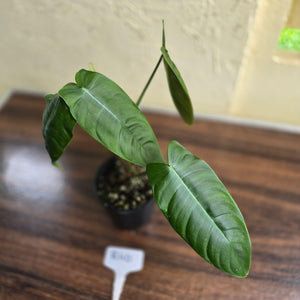 #R40 Philodendron Sharoniae