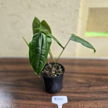 Load image into Gallery viewer, #R40 Philodendron Sharoniae