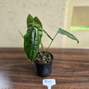 #R40 Philodendron Sharoniae