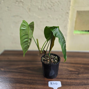 #R40 Philodendron Sharoniae