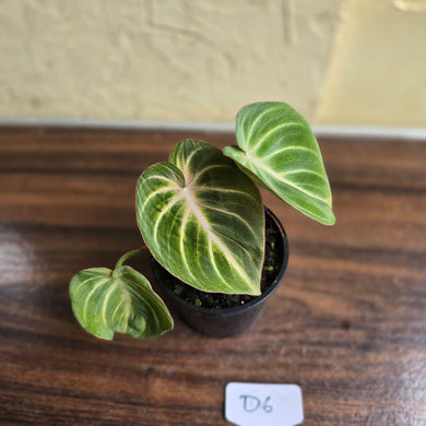 #D6 Philodendron Tinkle Bell