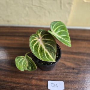 #D6 Philodendron Tinkle Bell