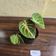 Load image into Gallery viewer, #D6 Philodendron Tinkle Bell