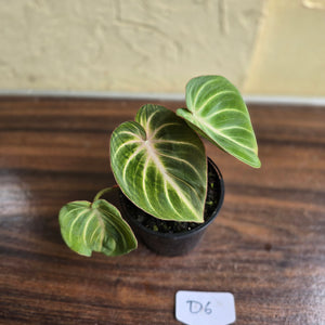 #D6 Philodendron Tinkle Bell