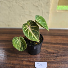 Load image into Gallery viewer, #D6 Philodendron Tinkle Bell