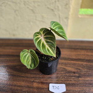 #D6 Philodendron Tinkle Bell