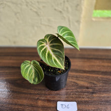 Load image into Gallery viewer, #D6 Philodendron Tinkle Bell