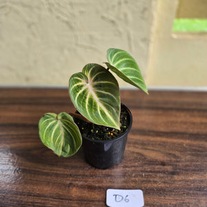 #D6 Philodendron Tinkle Bell