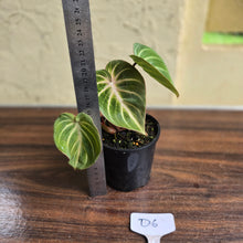 Load image into Gallery viewer, #D6 Philodendron Tinkle Bell