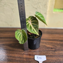 Load image into Gallery viewer, #D6 Philodendron Tinkle Bell