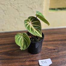 Load image into Gallery viewer, #D6 Philodendron Tinkle Bell