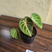Load image into Gallery viewer, #D6 Philodendron Tinkle Bell